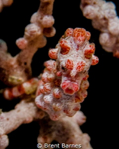 A pygmy seahorse head on in Lembeh Strait, Indonesia by Brent Barnes 